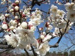 f0037 白梅も結構咲いてた