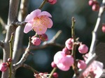 f0039 梅まだまだいくよー