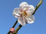 f0042 それでも梅