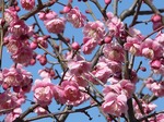 f0043 どんどん梅