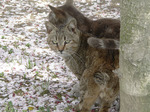 f0697 猫と桜絨毯