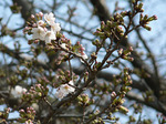 f1039 今日の桜
