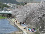 f1040 四月上旬、芦屋川で