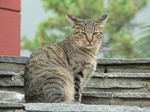 fz3_012 まずガンとばしから