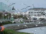 fz3_029 カモメ飛びすぎ