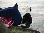 fz3_032 ねこーねこー